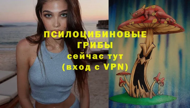 Псилоцибиновые грибы Psilocybe  Отрадная 